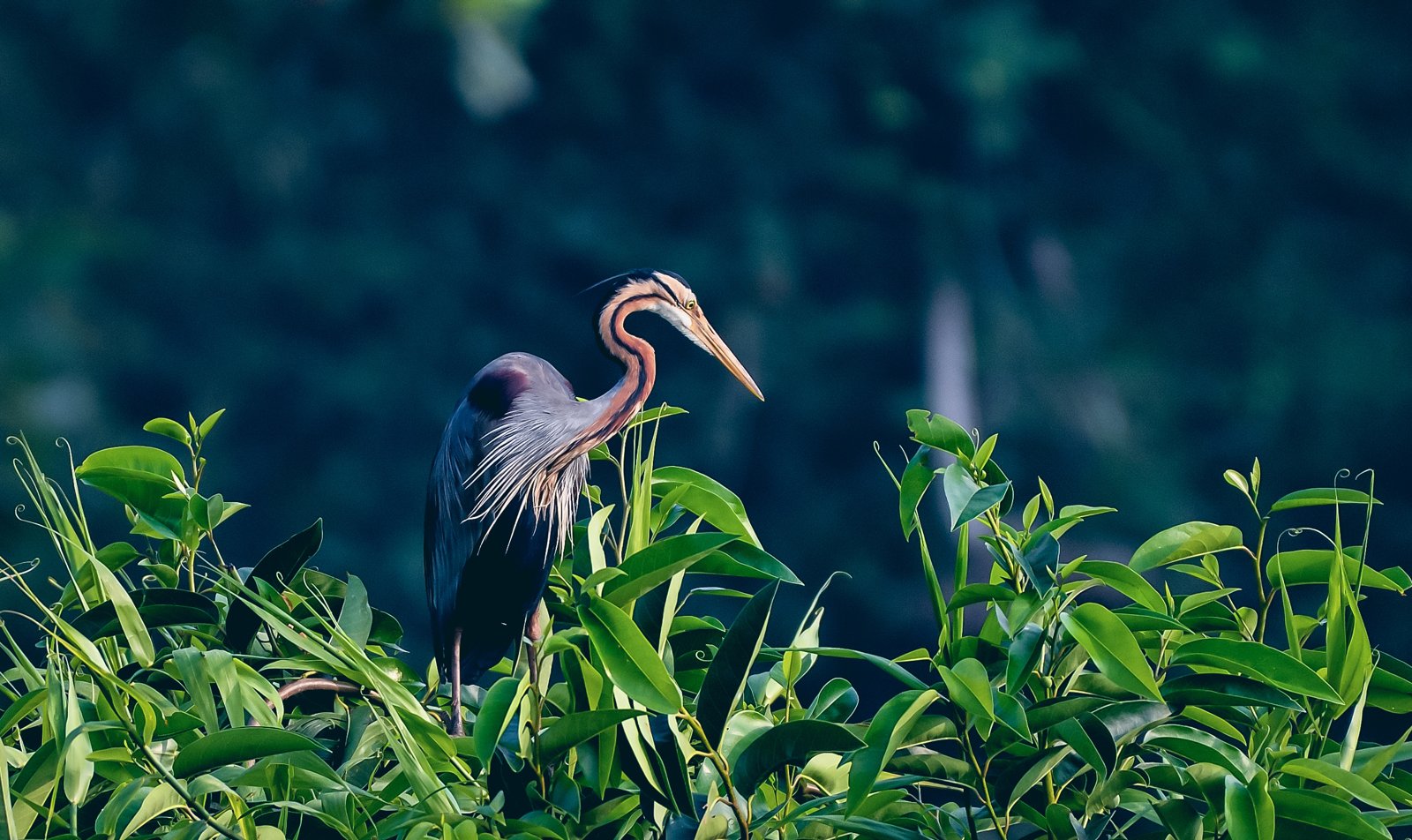 Bird perched among the wetland greenery
