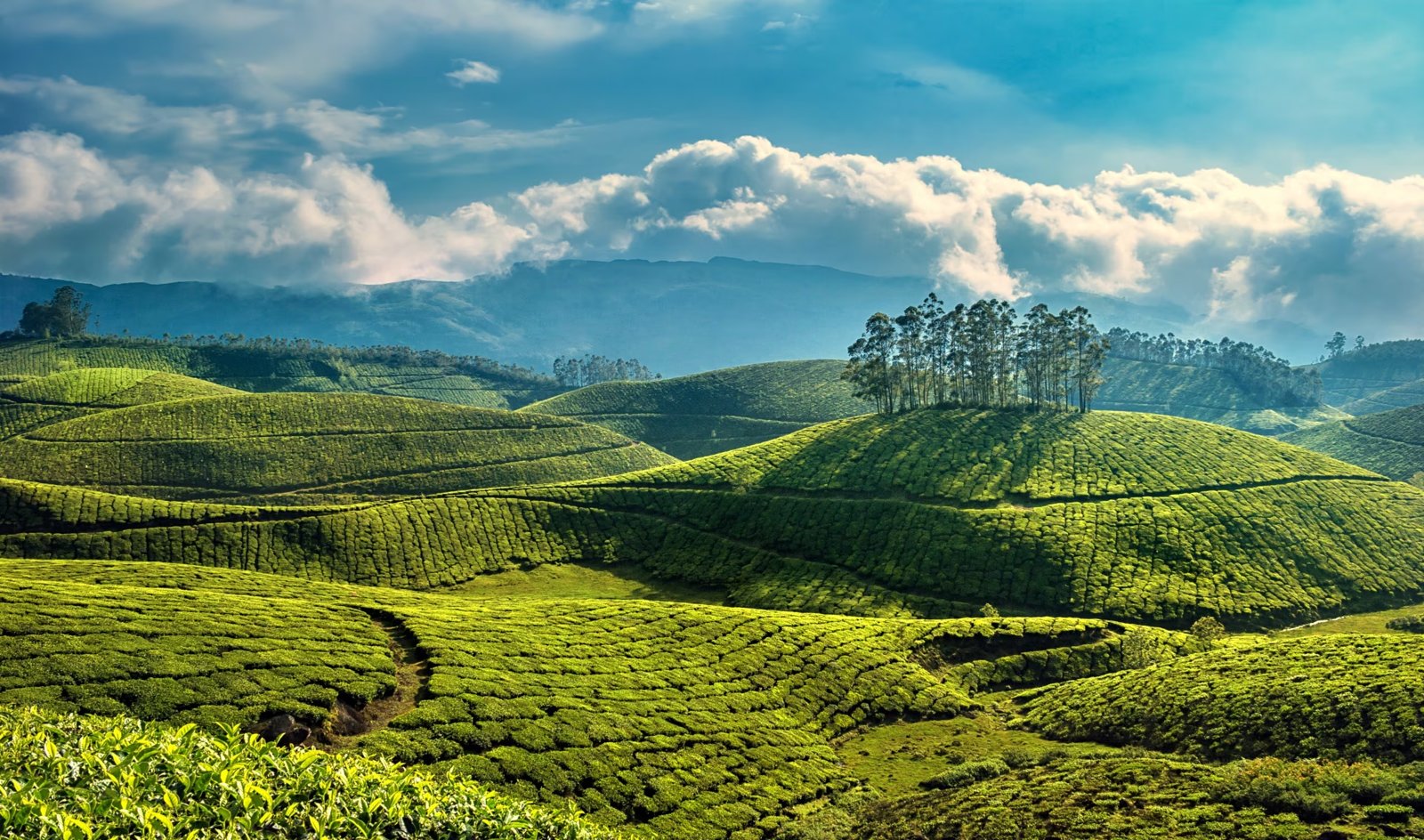 Tea-covered hills beneath a cloud-filled mountain sky