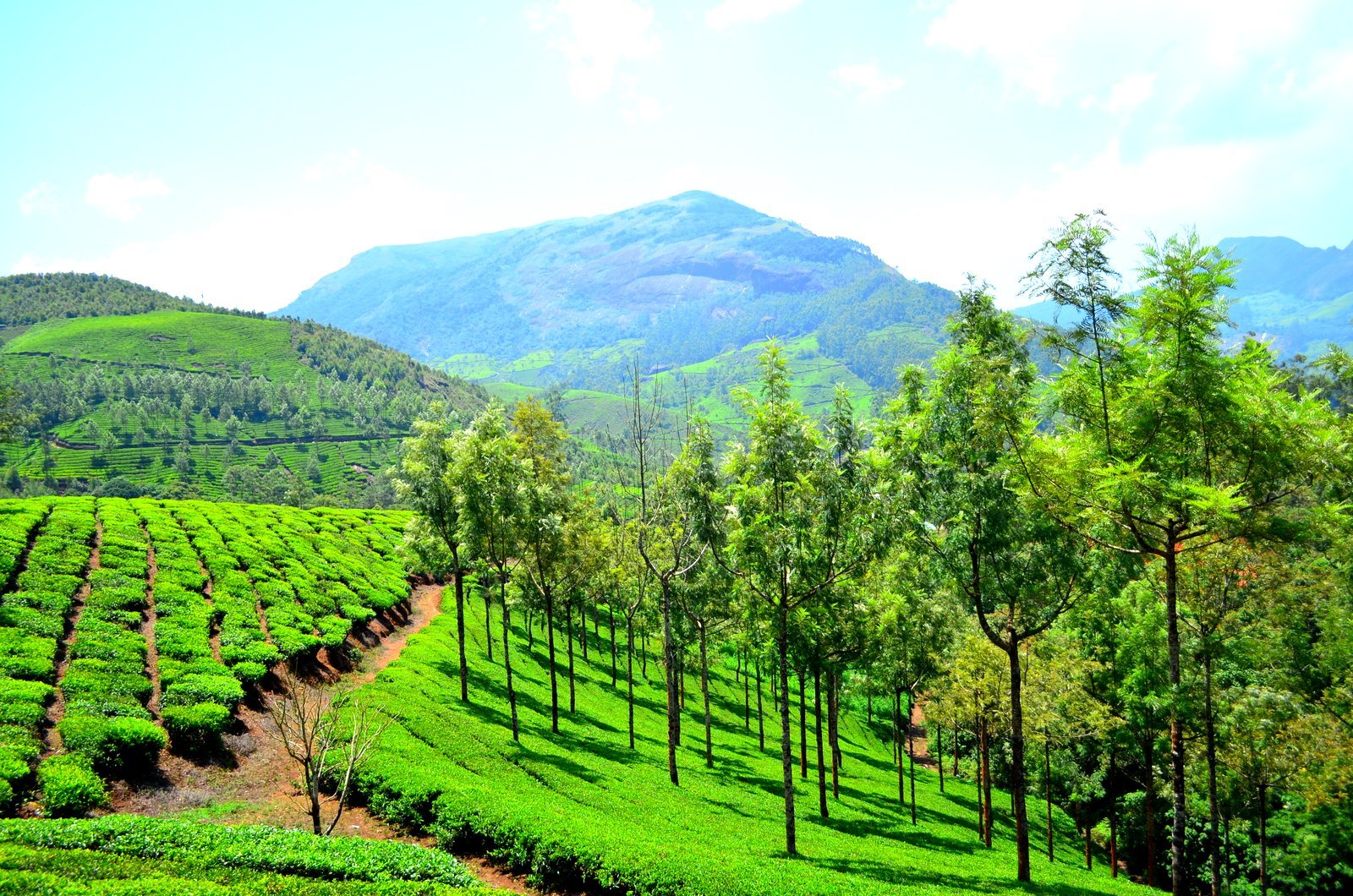 Tea gardens and trees across the Munnar hills