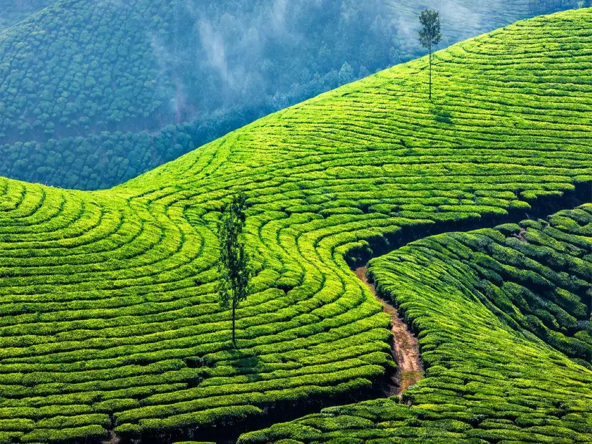 Curving rows of tea following the slopes