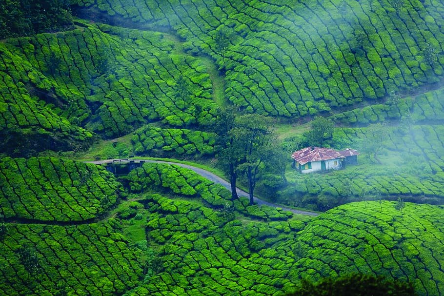A small building surrounded by green tea gardens