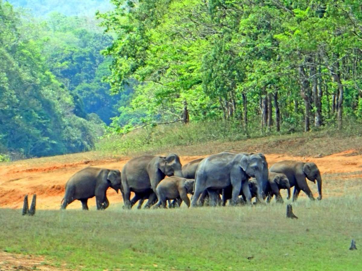 Elephants near the forest edge in the Periyar region