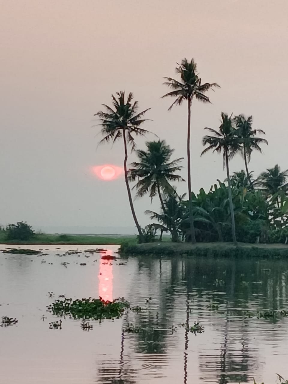Palm silhouettes and pink evening light on the water