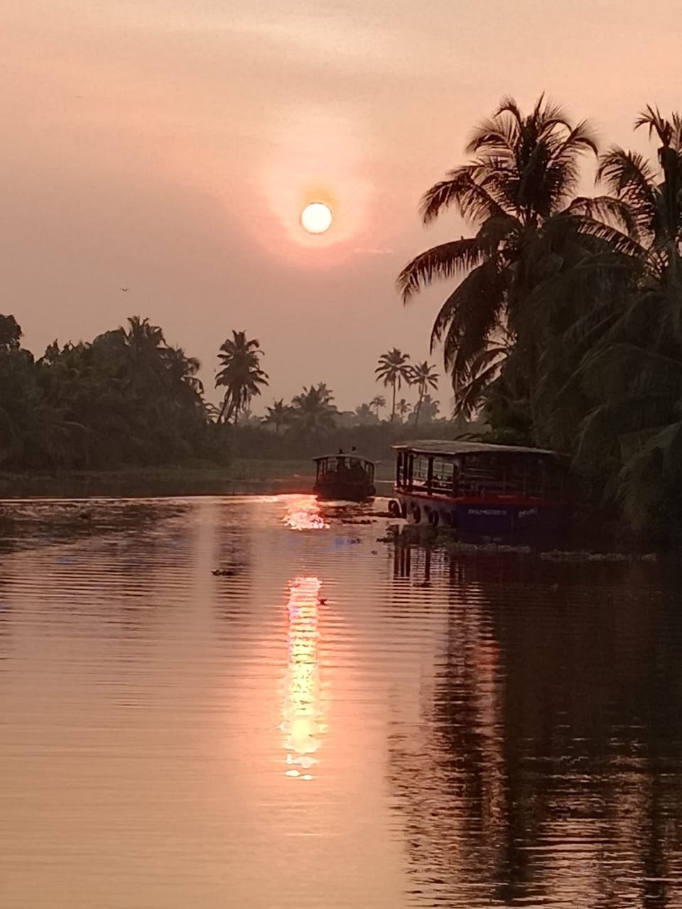 The setting sun reflected between the coconut palms